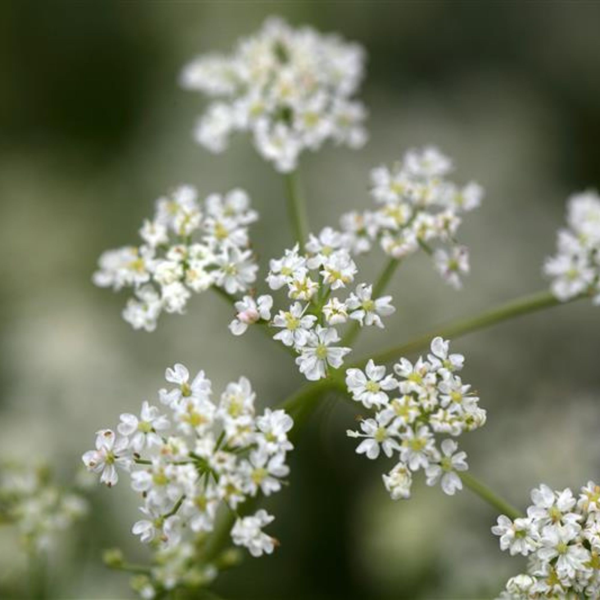 Organic Caraway Seed 1 Lb ~197,440 Seeds - NON-GMO - Open Pollinated - Annual - Carum carvi. Seeds Online - Best Seed Supplier